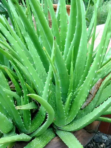 aloevera plant