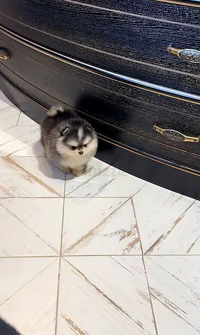 Tiny Pomeranian puppy — 8 weeks, fluffy and playful