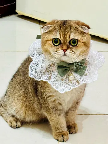 أبو ظبي
