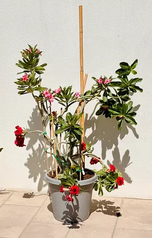 desert rose adult plant with many branches 150 cm!
