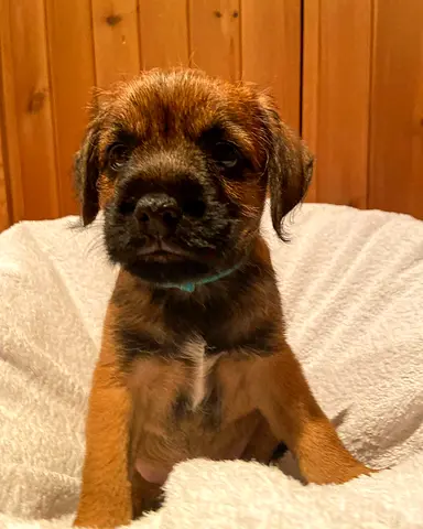 Border terrier Available