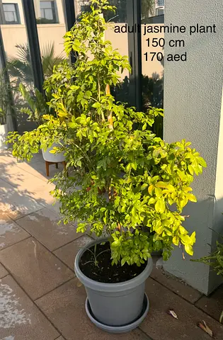 jasmine plant 150cm