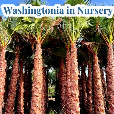 Tired of waiting 10 years for shade? 
We install mature Washingtonia palms this week.