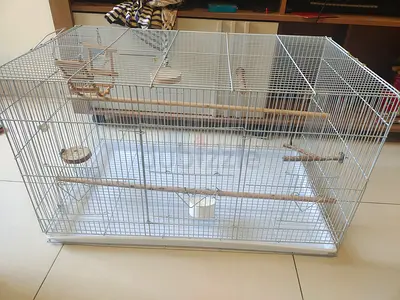 Medium Dayang Bird Cage 60 x 42 x 41 cm - With Perches and Tray
