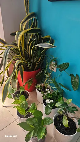 Assorted indoor potted plants collection with snake plant, herat leaves,  Zz  Money plants,