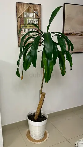 Live Plant