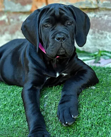 Traine Corso puppies