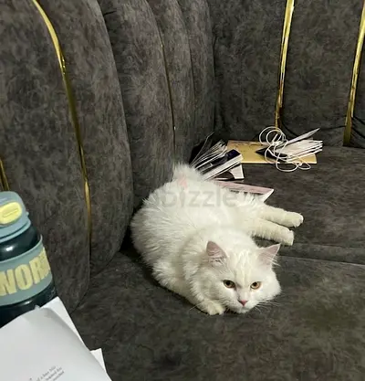 7 month old Persian female
