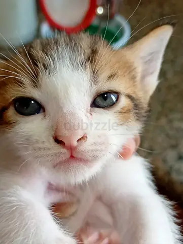 Pet adoption ( Cats )