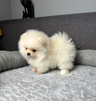 Pomeranian Puppies available 😍