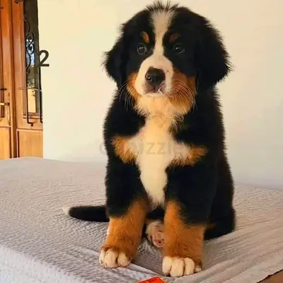 Bernese Mountain Puppies