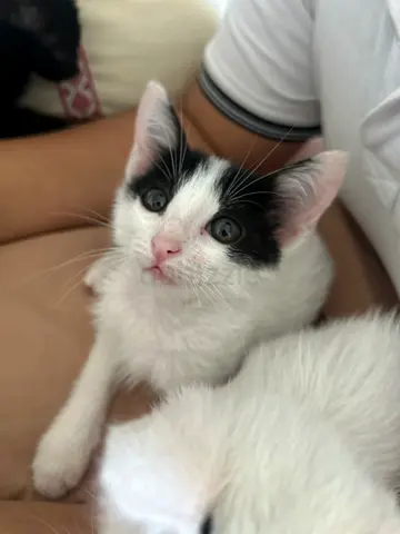 Kitten