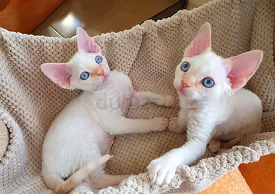 Devon Rex Kittens