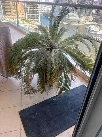 Large potted palm plant - healthy and ready to rehome