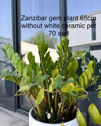 zanzibar gem