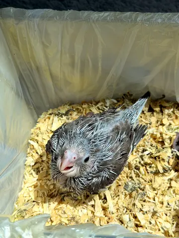 Baby Cockateil