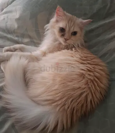 Cat for free adoption