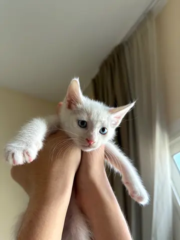 Beautiful white kittens for free adoption