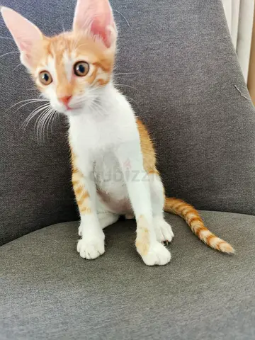 Adorable kitten for adoption