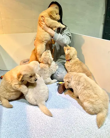 Golden retriever puppies