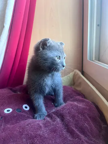 Beautiful British shorthair kitten