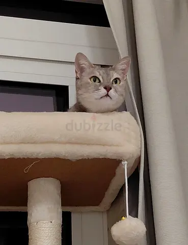Cat for adoption