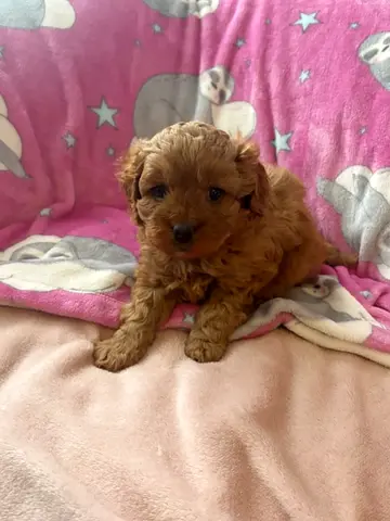 Adorable Teacup Cavapoo puppy — 8 weeks, friendly and vaccinated