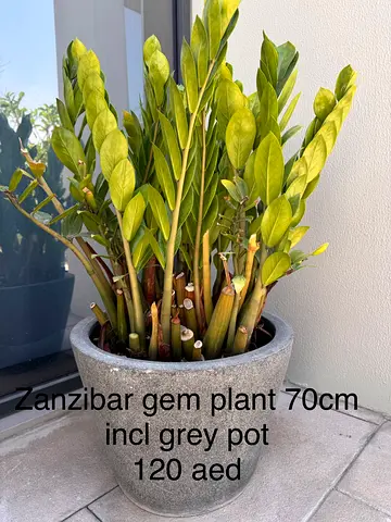 zanzibar gem plant with pot