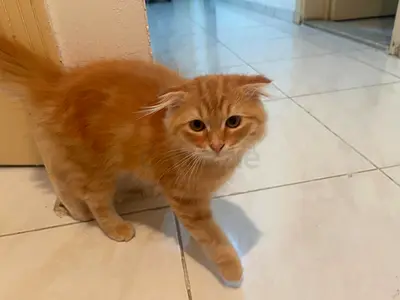Kittens for adoption