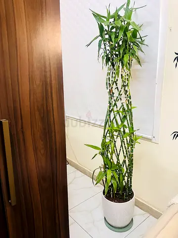 Bamboo plant for sale