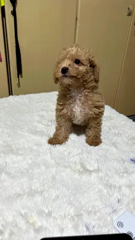 Cute small apricot toy poodle puppy available