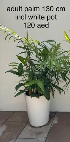 plant