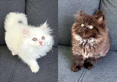 Adorable Pure Persian Kittens