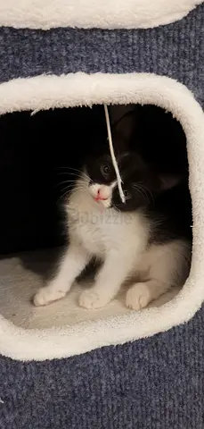 Kitten for free adoption