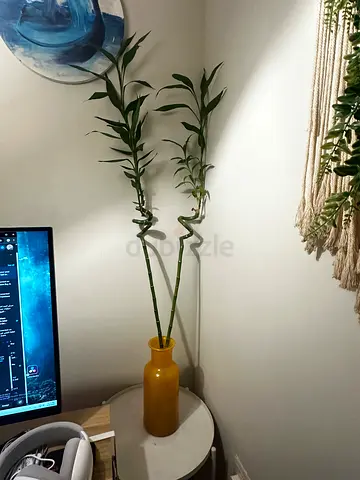 Tall Lucky Bamboo Stalks in Yellow Ceramic Vase - Decorative Plant