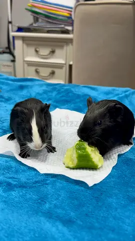 Guinea pigs American shorthair