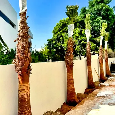 Tired of waiting 10 years for shade? 
We install mature Washingtonia palms this week.