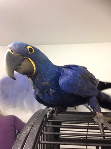 Hyacinth Parrots