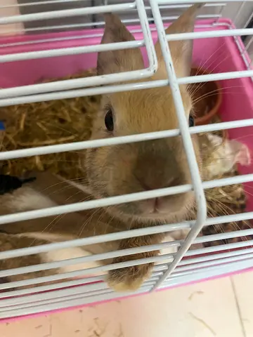 Rabbits for rehoming