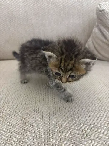 British shorthair 🤍 و  Scottish triple fold🤍