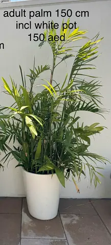 palm plant