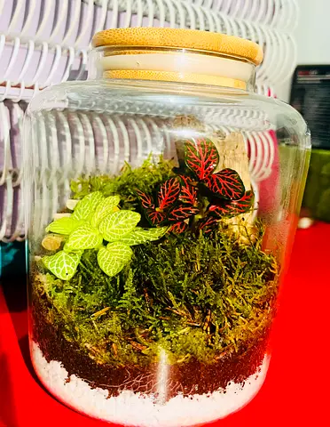 Handmade Glass Jar Terrarium with Live Moss and Fittonia Plants