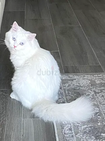 Persian Cat for adoption