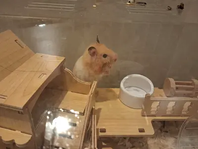 Friendly Pet Hamsters for Free Adoption