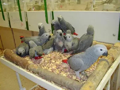 Hand-Reared Male  Female Congo African Grey Parrots – UAE