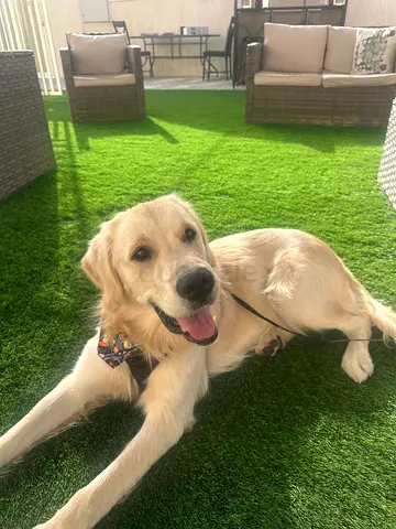 Friendly Golden Retriever looking for rehoming (1 year old )