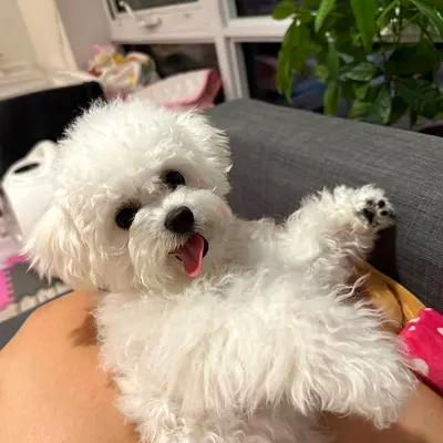 Bichon Frise Puppies