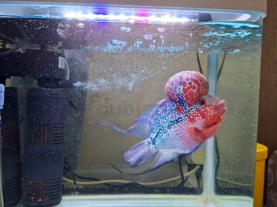 Desktop Aquarium Setup with Flowerhorn Cichlid