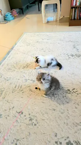Fluffy Persian Chánchilla Grey  White Kittens Ready for Loving Home
