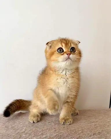 Cute Scottish Fold Kitten — Golden Coat, Ready for Adoption